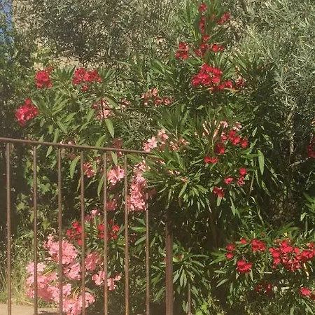 Fresi Gustave * Levie