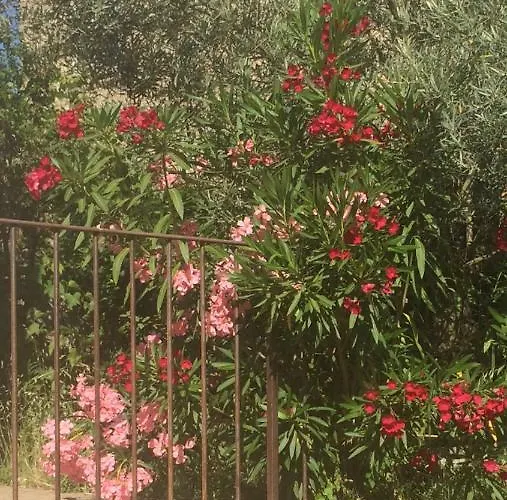 Fresi Gustave * Levie